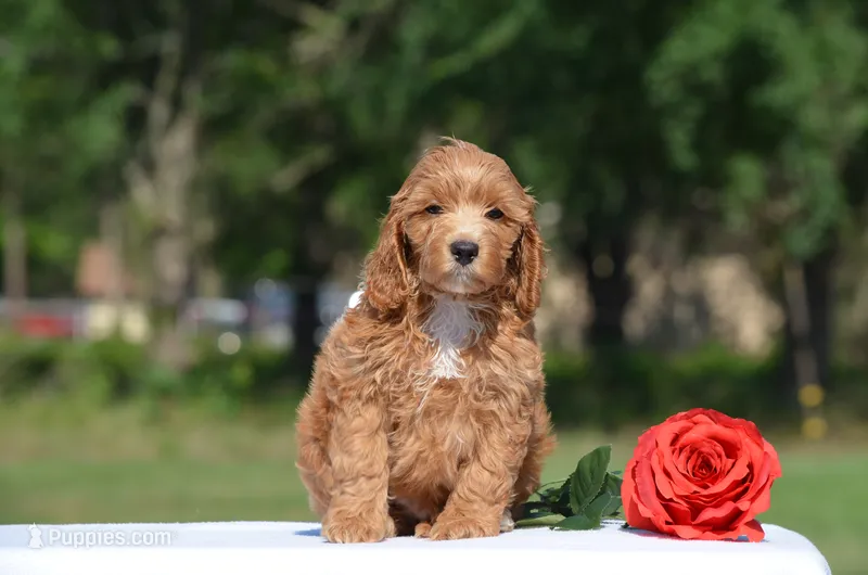 Nat  – Cockapoo puppy for sale in Scurry, TX