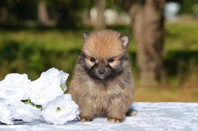Haska  – Pomeranian puppy for sale in Scurry, TX