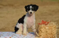 Felicity , a female Miniature Bernedoodle for sale in Scurry, TX – 2 of 10