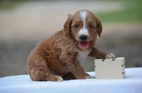 Lio, a male Goldendoodle for sale in Scurry, TX – 2 of 4