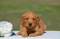 Sierra, a female Golden Retriever for sale in Scurry, TX – 2 of 4