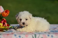 Marelda, a female Bichon Frise for sale in Scurry, TX – 2 of 4