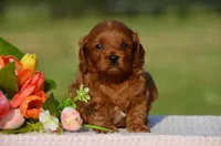 Tracy , a female Cavapoo for sale in Scurry, TX – 2 of 2