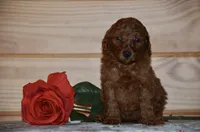 Stella , a female Poodle - Miniature  for sale in Scurry, TX – 2 of 4