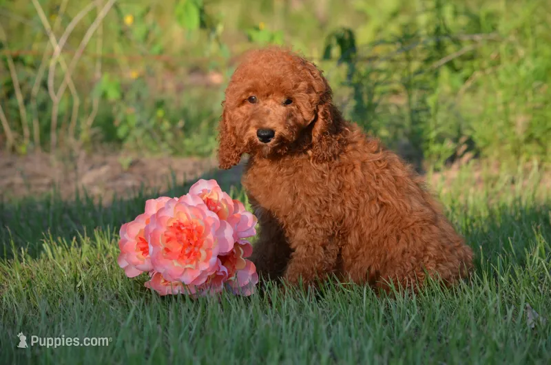 Gracie  – Cockapoo puppy for sale in Scurry, TX