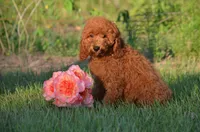 Gracie , a female Cockapoo for sale in Scurry, TX – 1 of 4