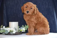 Wyatt, a male Miniature Goldendoodle for sale in Scurry, TX – 2 of 4