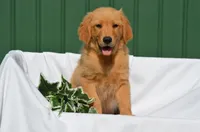 Sardo , a male Golden Retriever for sale in Scurry, TX – 1 of 4