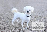 Trixy, a female Bichon Frise for sale in Scurry, TX – 4 of 4