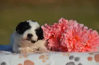 Hali, a female Bernedoodle and Miniature Bernedoodle for sale in Scurry, TX – Photo 4 of 6
