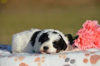 Hali, a female Bernedoodle and Miniature Bernedoodle for sale in Scurry, TX – Photo 3 of 6