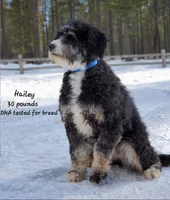 Hali, a female Bernedoodle and Miniature Bernedoodle for sale in Scurry, TX – Photo 6 of 6