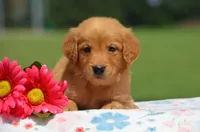 Rakita , a female Golden Retriever for sale in Scurry, TX – 1 of 2