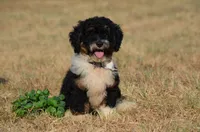 Franky , a male Miniature Bernedoodle for sale in Scurry, TX – 2 of 6