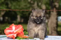 Harko, a male Pomeranian for sale in Scurry, TX – 1 of 4