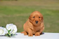 Sylvia, a female Golden Retriever for sale in Scurry, TX – 2 of 4