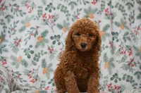 Scotty , a male Poodle - Miniature  for sale in Scurry, TX – 2 of 6