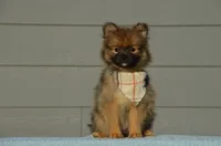 Harko, a male Pomeranian for sale in Scurry, TX – 2 of 6