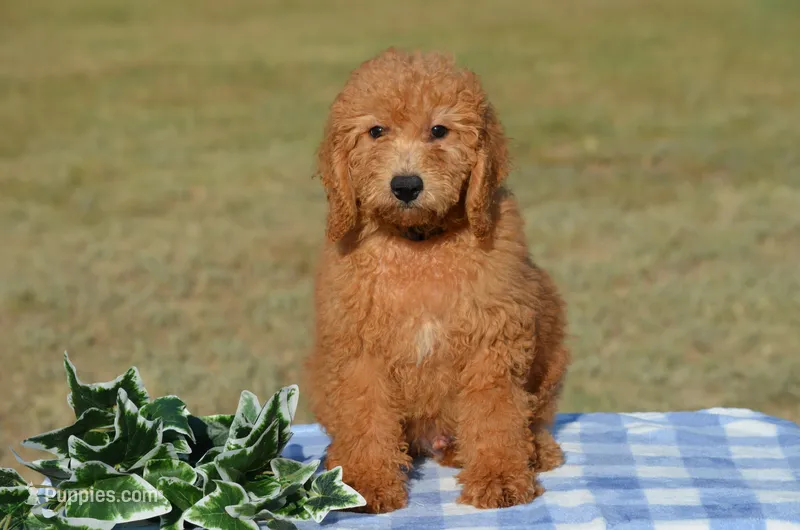 Winsten  – Miniature Goldendoodle puppy for sale in Scurry, TX