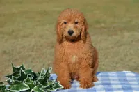 Winsten , a male Miniature Goldendoodle for sale in Scurry, TX – 1 of 6