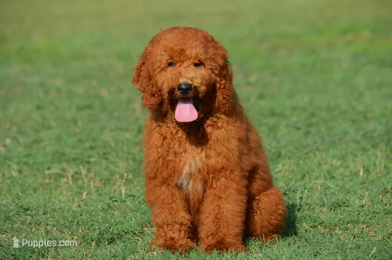 Gardon  – Cockapoo puppy for sale in Scurry, TX