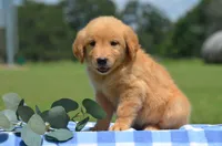 Rex, a male Golden Retriever for sale in Scurry, TX – 2 of 2