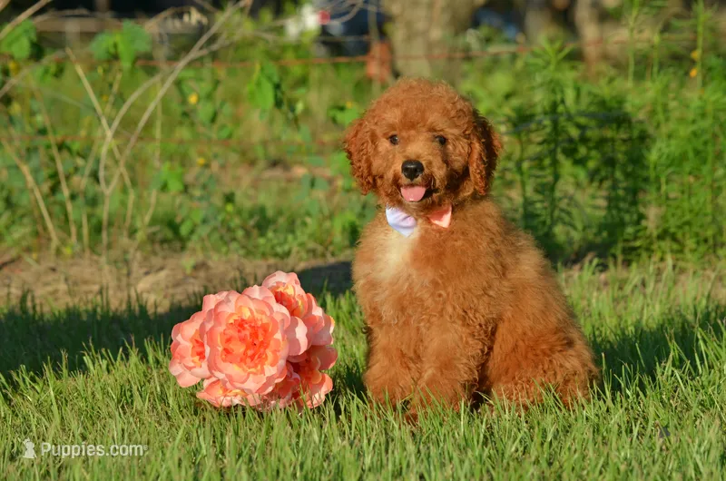 Ginny – Cockapoo puppy for sale in Scurry, TX