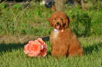 Ginny, a female Cockapoo for sale in Scurry, TX – 1 of 4