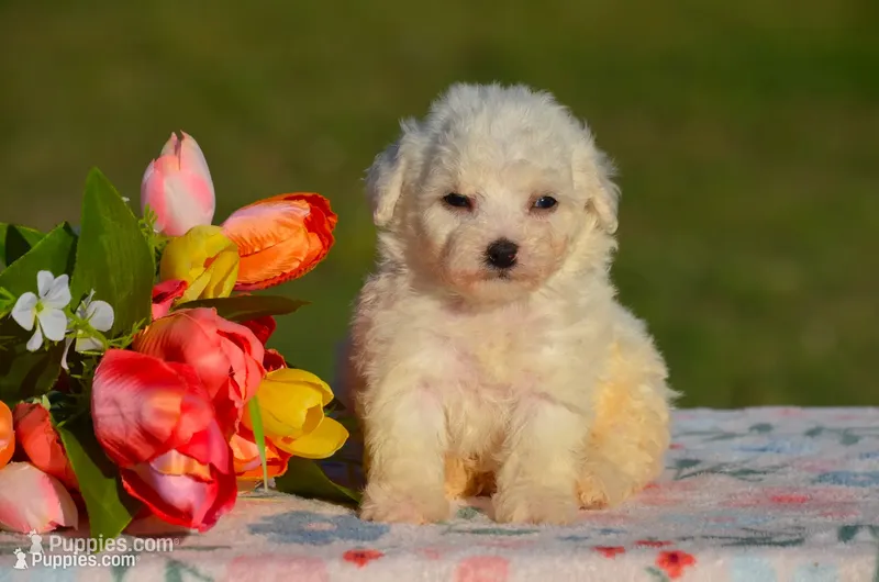 Marissa – Bichon Frise puppy for sale in Scurry, TX