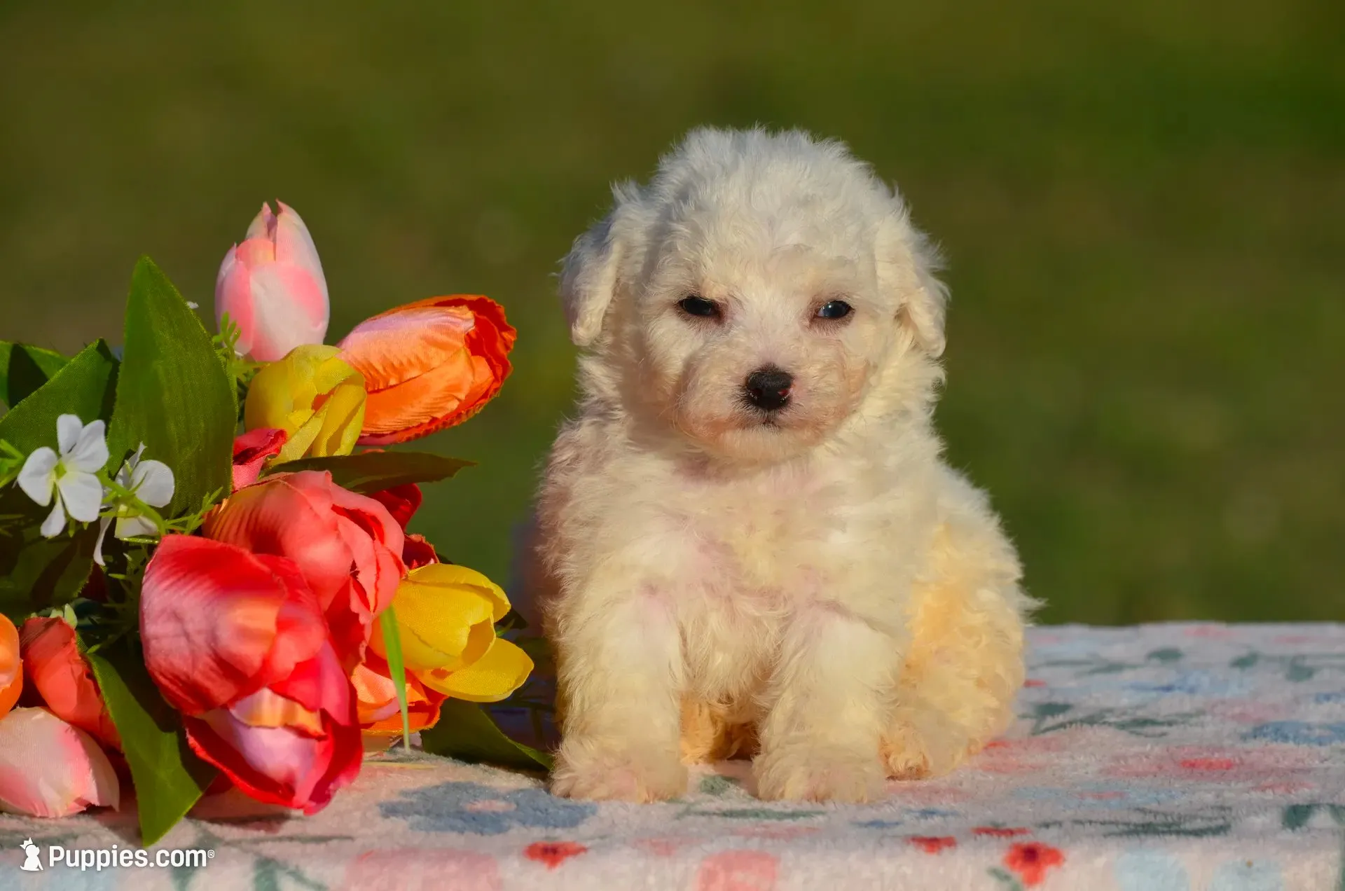Marissa, a female Bichon Frise for sale in Scurry, TX – 1 of 4