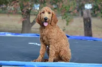 Alex, a male Miniature Goldendoodle for sale in Scurry, TX – 2 of 6