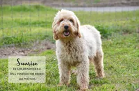 Wendy , a female Miniature Goldendoodle for sale in Scurry, TX – 3 of 4