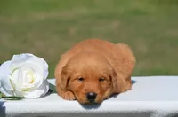Star, a female Golden Retriever for sale in Scurry, TX – 2 of 4