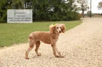 Scotty , a male Poodle - Miniature  for sale in Scurry, TX – 3 of 4
