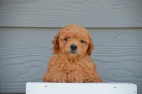 Duke, a male Miniature Goldendoodle for sale in Scurry, TX – 2 of 4