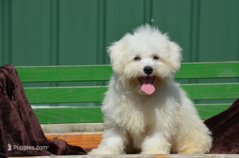 Masko  – Bichon Frise puppy for sale in Scurry, TX