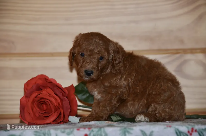 Sky – Poodle - Miniature  puppy for sale in Scurry, TX
