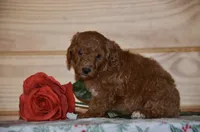 Sky, a female Poodle - Miniature  for sale in Scurry, TX – 1 of 4