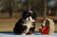 Haska, a female Bernedoodle and Miniature Bernedoodle for sale in Scurry, TX – Photo 1 of 6