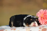 Haska, a female Bernedoodle and Miniature Bernedoodle for sale in Scurry, TX – Photo 4 of 6
