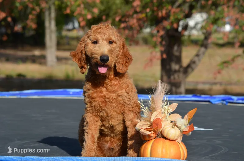 Alan  – Miniature Goldendoodle puppy for sale in Scurry, TX