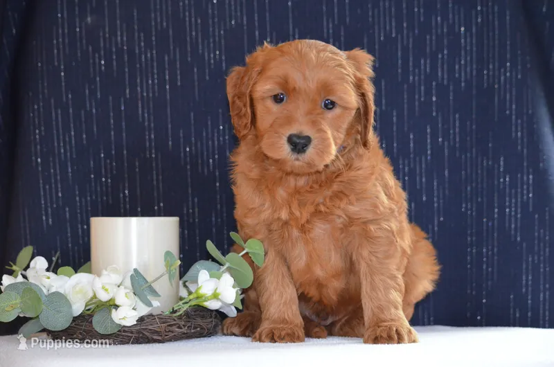 Wyatt – Miniature Goldendoodle puppy for sale in Scurry, TX