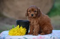 Hope, a female Cavapoo for sale in Scurry, TX – 1 of 2