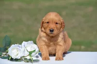 Selena, a female Golden Retriever for sale in Scurry, TX – 2 of 4