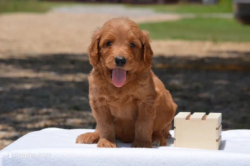 Leon – Goldendoodle puppy for sale in Scurry, TX