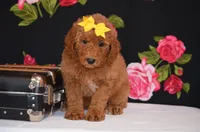 Shayla, a female Poodle - Miniature  for sale in Scurry, TX – 2 of 6
