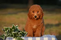 Ace , a male Miniature Goldendoodle for sale in Scurry, TX – 2 of 4