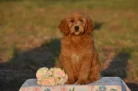 Ashley , a female Miniature Goldendoodle for sale in Scurry, TX – 2 of 4