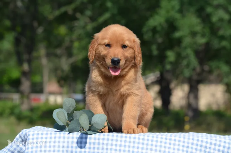 Shane – Golden Retriever puppy for sale in Scurry, TX