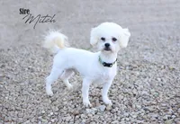 Marelda, a female Bichon Frise for sale in Scurry, TX – 3 of 4
